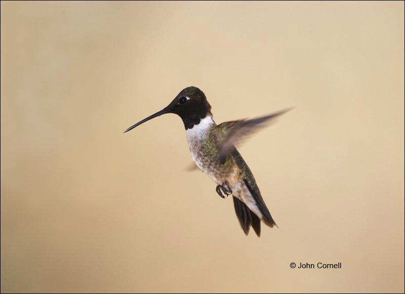 Black-chinned Hummingbird;Hummingbird;Archilochus alexandri;Flying bird;action;aloft;behavior;flight;fly;flying;soar;wing;winged;wings;one animal;Color Image;Photography;Birds;Animals in the Wild;Flight;Action;Active;in flight;motion;movement;soaring
